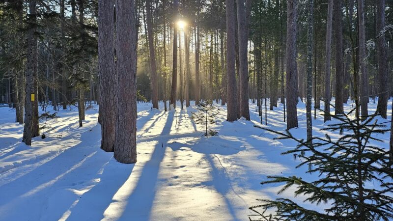 Cathedral Pines Pathways - Eustis, ME