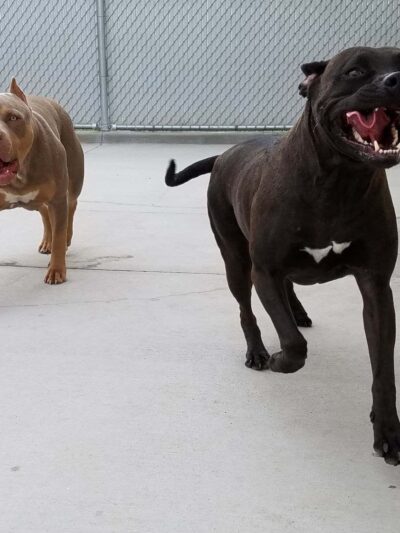 Pampered Puppies - Evansville, WY