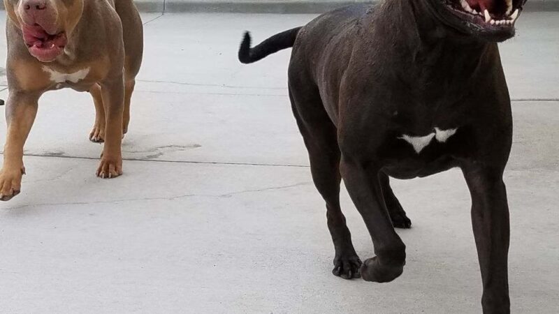 Pampered Puppies - Evansville, WY