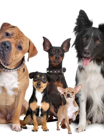 Pampered Puppies - Evansville, WY