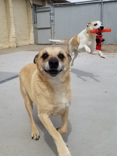 Pampered Puppies - Evansville, WY