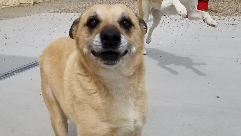 Pampered Puppies - Evansville, WY