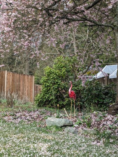 Deer Park - Everett, WA