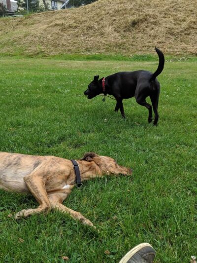 Doyle Park - Everett, WA