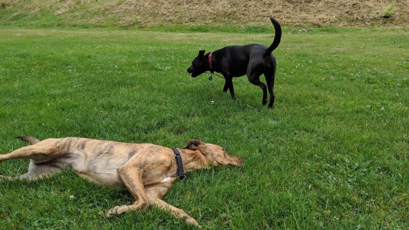 Doyle Park - Everett, WA
