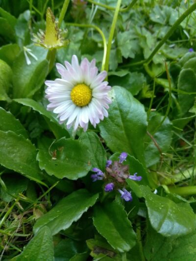 Doyle Park - Everett, WA