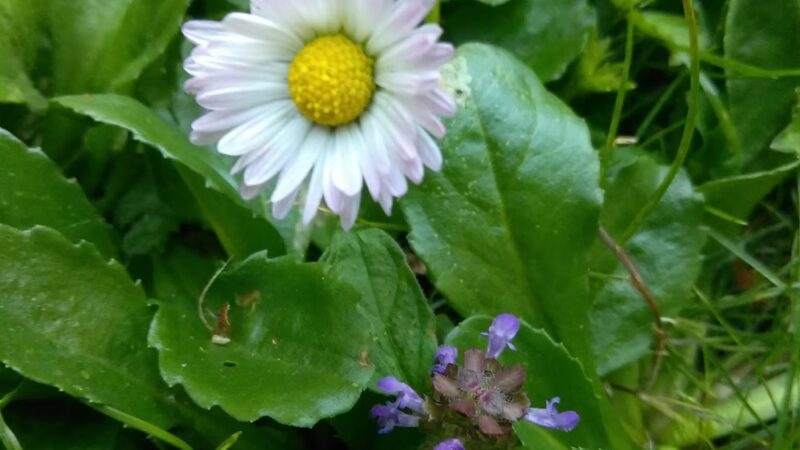 Doyle Park - Everett, WA