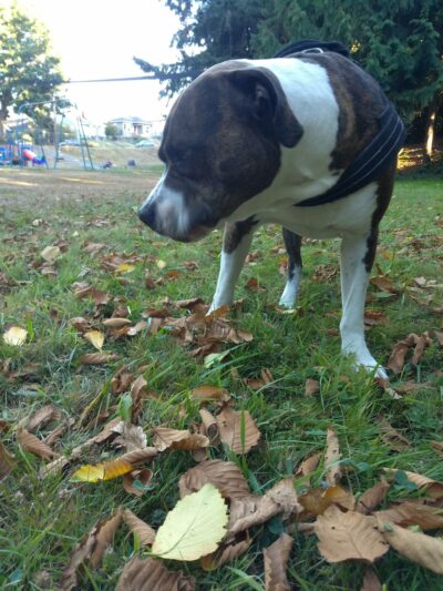 Doyle Park - Everett, WA