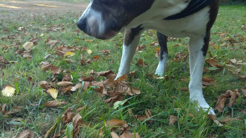 Doyle Park - Everett, WA