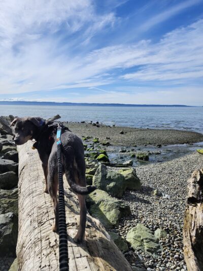 Howarth Off Leash Area - Everett, WA