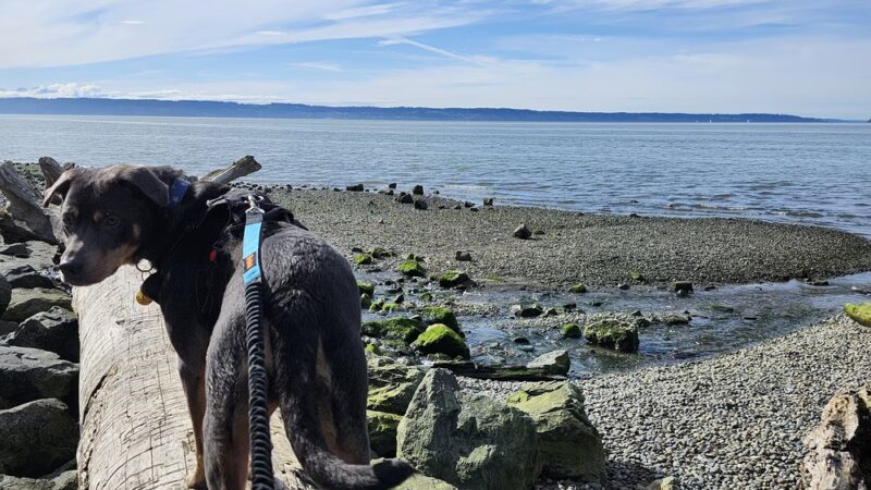 Howarth Off Leash Area - Everett, WA
