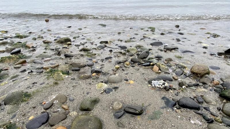 Howarth Off Leash Area - Everett, WA