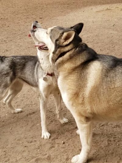 Loganberry Lane Dog Park Entrance - Everett, WA