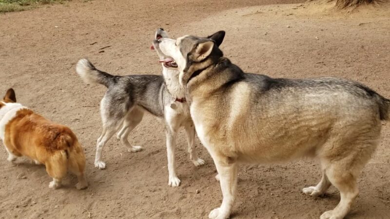 Loganberry Lane Dog Park Entrance - Everett, WA