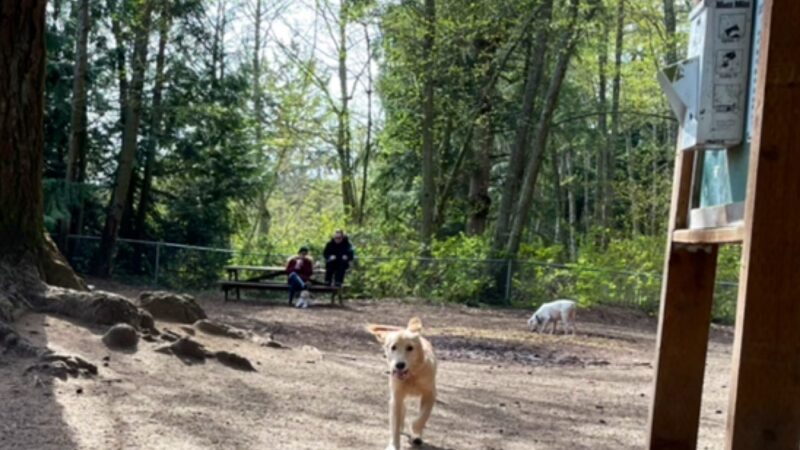 Loganberry Lane Dog Park Entrance - Everett, WA