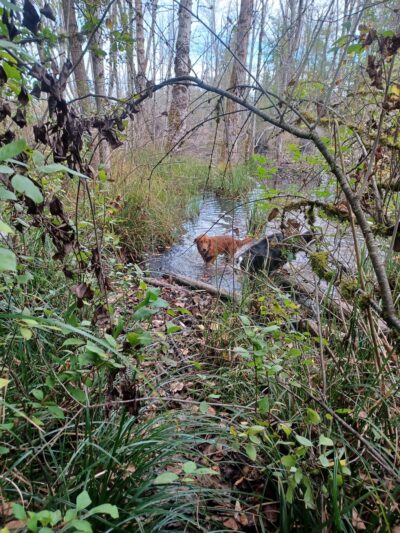 Loganberry Lane Dog Park Entrance - Everett, WA