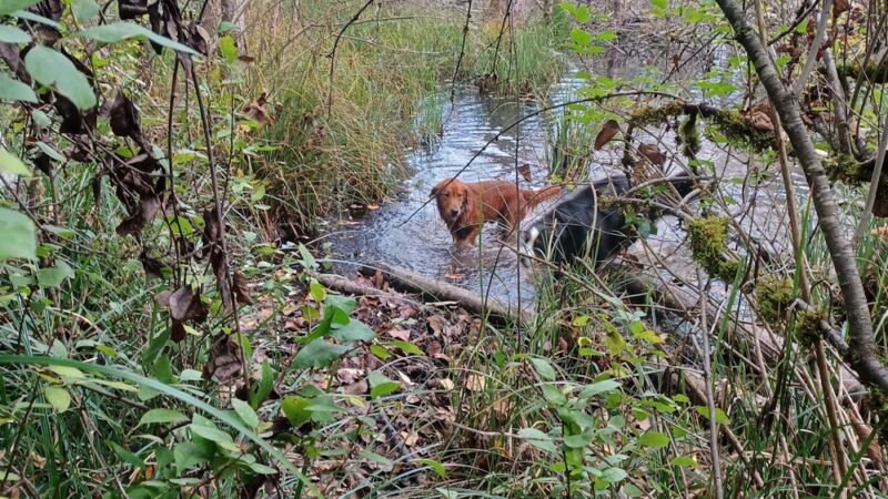 Loganberry Lane Dog Park Entrance - Everett, WA