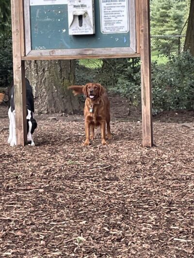 Loganberry Lane Dog Park Entrance - Everett, WA
