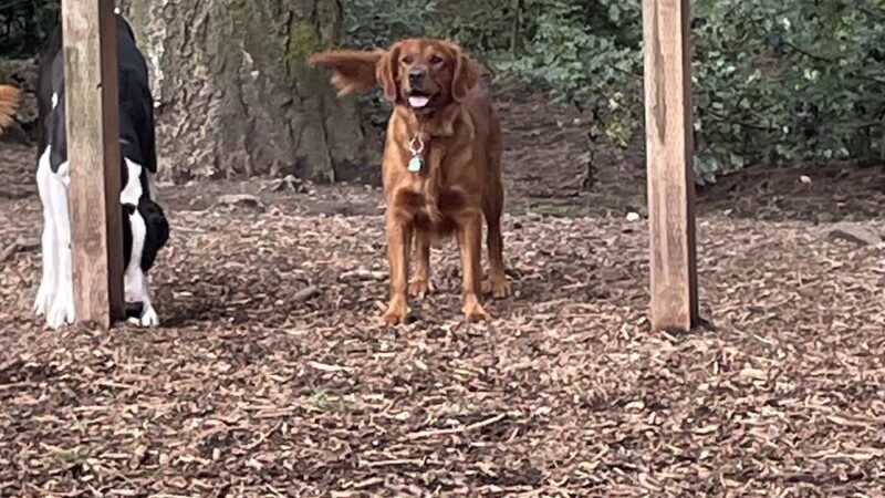 Loganberry Lane Dog Park Entrance - Everett, WA