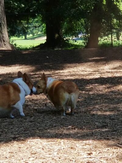 Loganberry Lane Park - Everett, WA