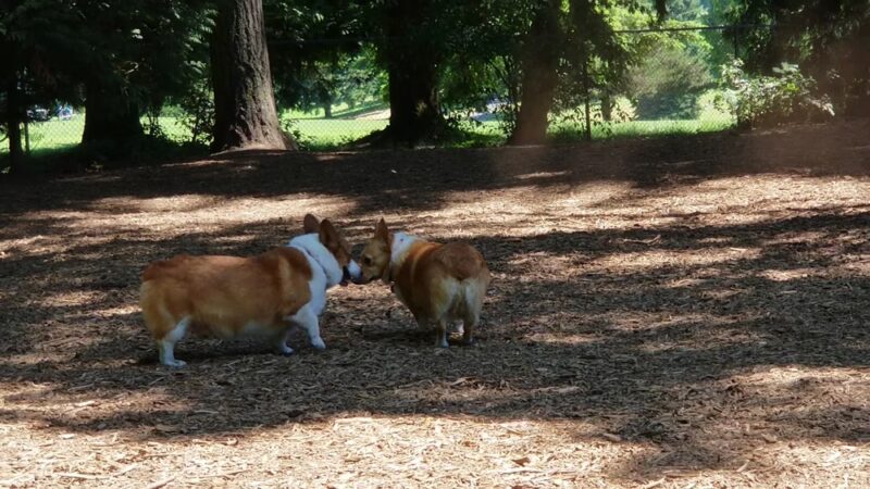 Loganberry Lane Park - Everett, WA