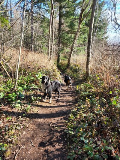 Loganberry Lane Park - Everett, WA