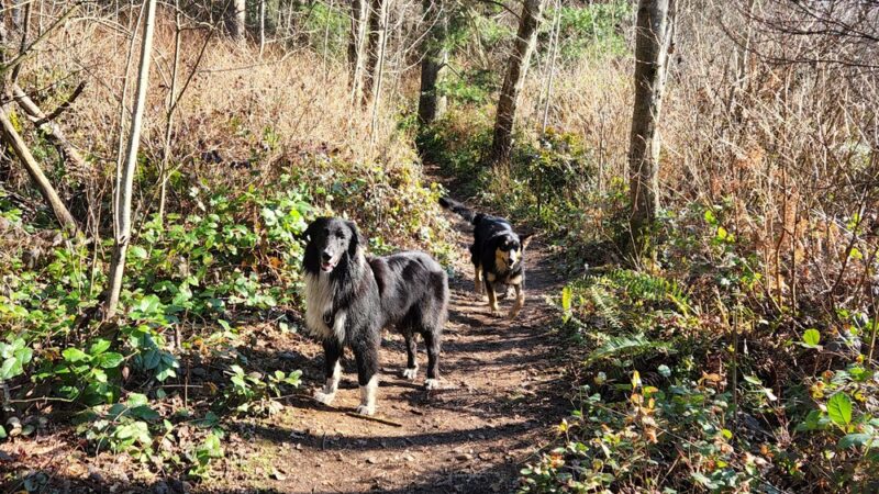 Loganberry Lane Park - Everett, WA