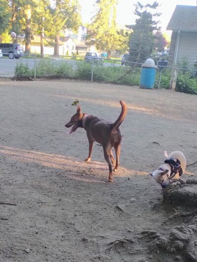 Loganberry Lane Park - Everett, WA