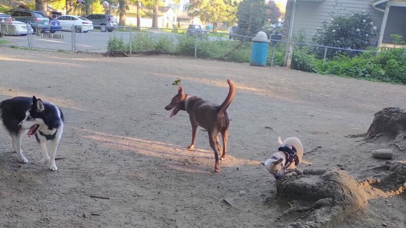 Loganberry Lane Park - Everett, WA