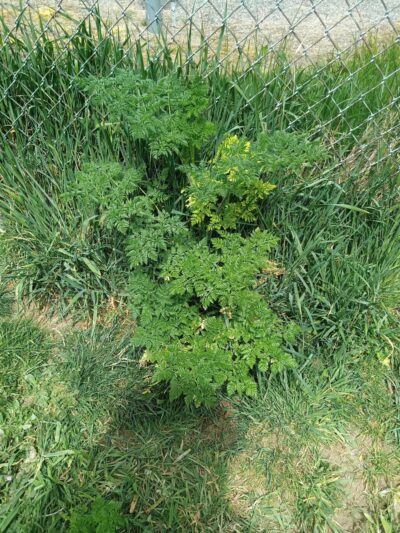 Lowell Dog Park - Everett, WA