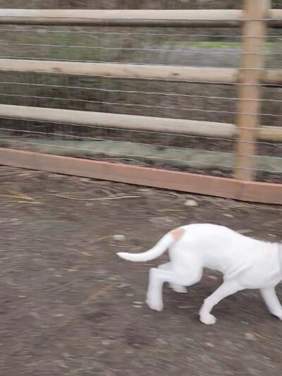 Lowell Riverfront Dog Park - Everett, WA