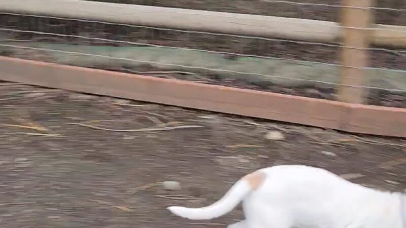 Lowell Riverfront Dog Park - Everett, WA