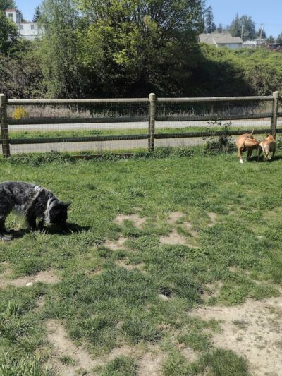 Lowell Riverfront Dog Park - Everett, WA