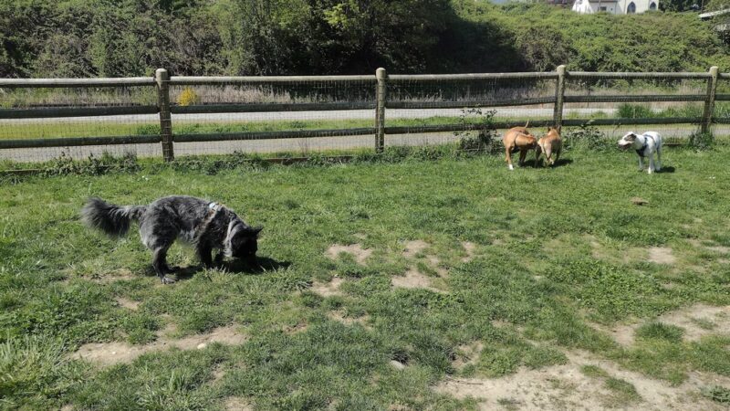 Lowell Riverfront Dog Park - Everett, WA