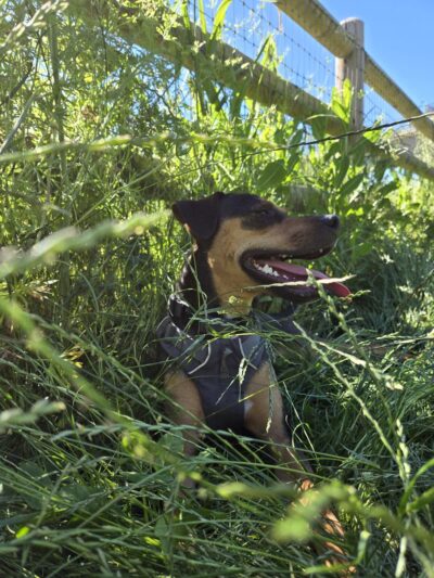Lowell Riverfront Dog Park - Everett, WA