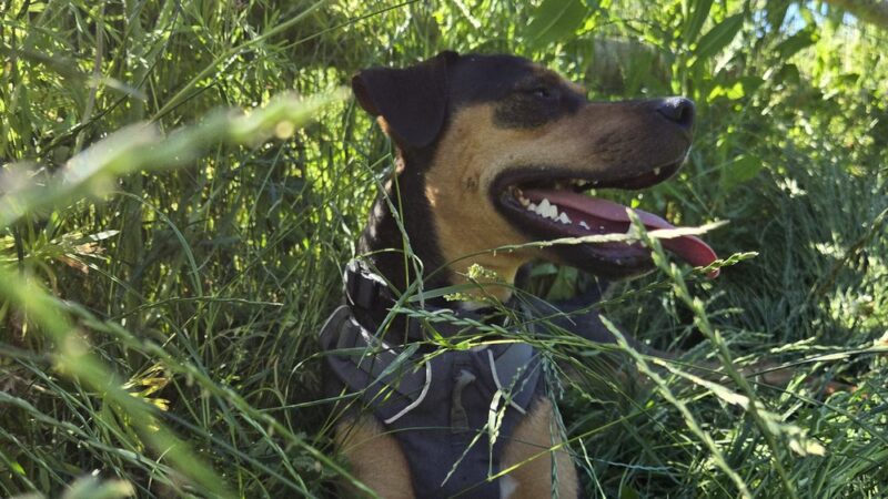 Lowell Riverfront Dog Park - Everett, WA