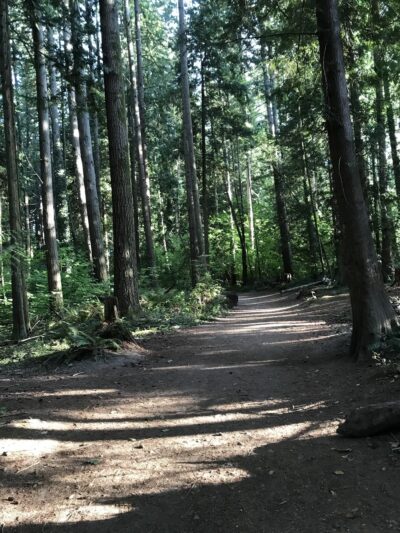 McCollum Park Forest Loop Trail - Everett, WA