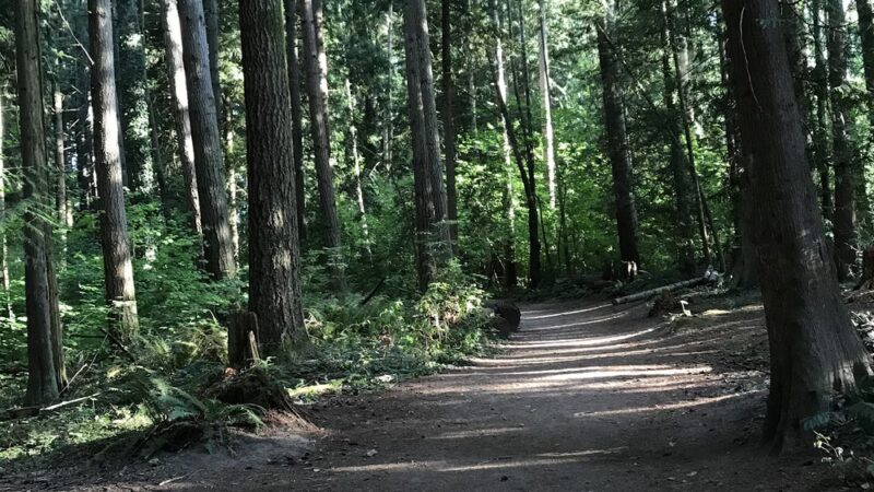 McCollum Park Forest Loop Trail - Everett, WA