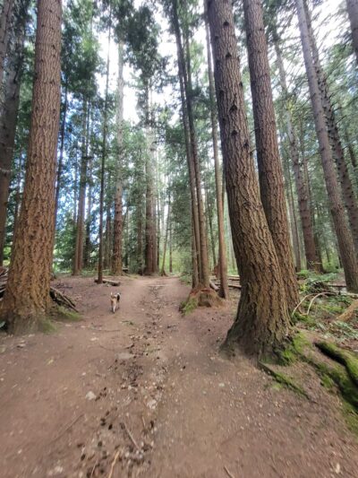 McCollum Park Forest Loop Trail - Everett, WA