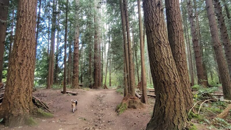 McCollum Park Forest Loop Trail - Everett, WA