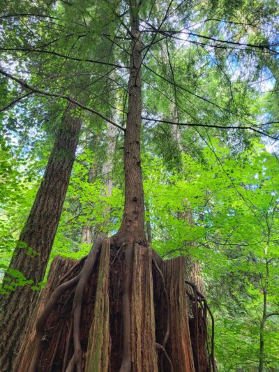 McCollum Park Forest Loop Trail - Everett, WA