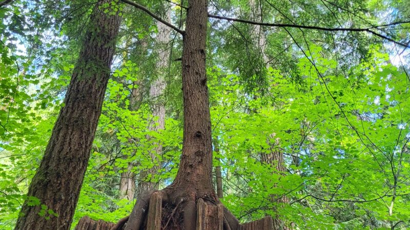 McCollum Park Forest Loop Trail - Everett, WA