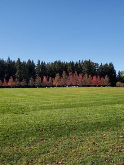 McCollum Park Forest Loop Trail - Everett, WA