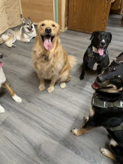 Pawsome Park and Lodge - Everett, WA