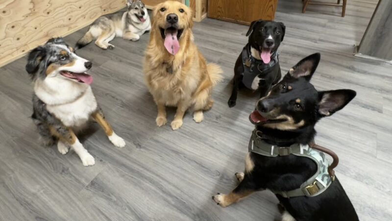 Pawsome Park and Lodge - Everett, WA