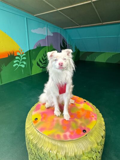 Pawsome Park and Lodge - Everett, WA