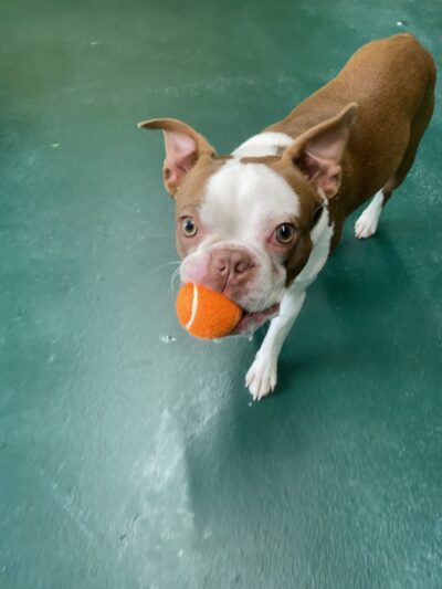 Pawsome Park and Lodge - Everett, WA