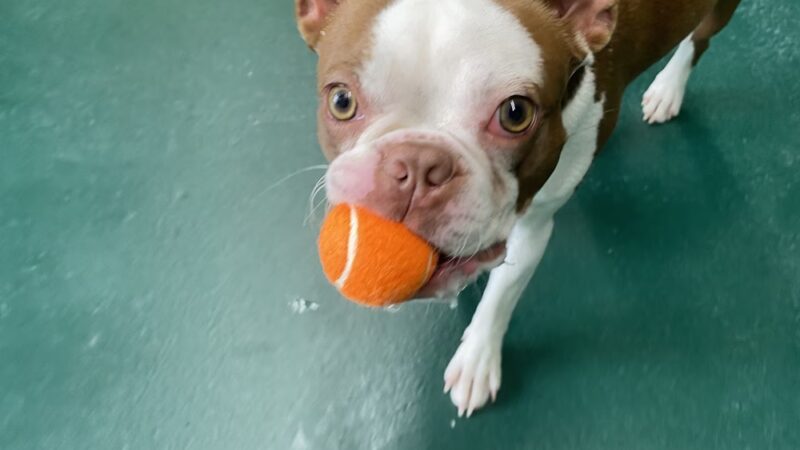 Pawsome Park and Lodge - Everett, WA
