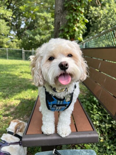 Everyday Doggies - ,