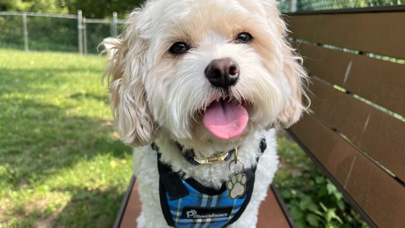 Everyday Doggies - ,